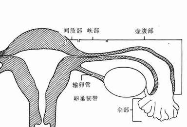 为什么我的输卵管会发现粘连怎么办才好