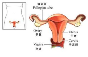 排卵障碍的诊断依据是什么