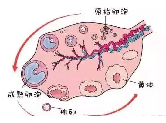 深圳妇科检查一般需要多少钱